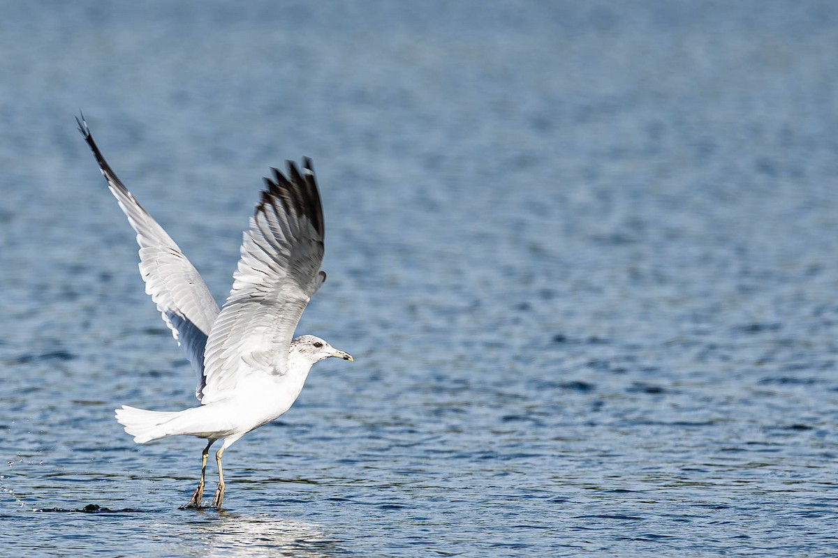 Ring-billed Gull - ML646183365