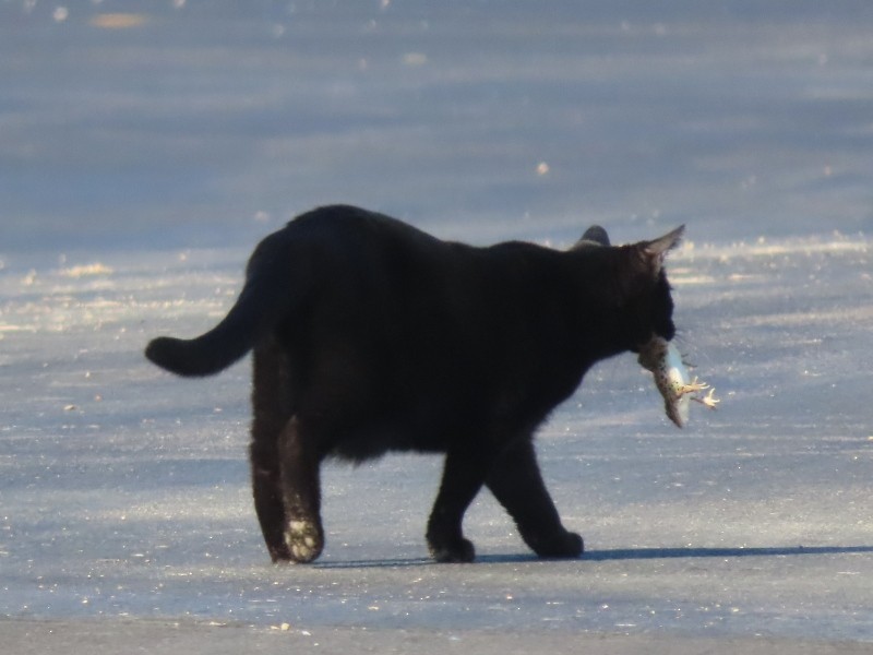 Animals - ML646183368