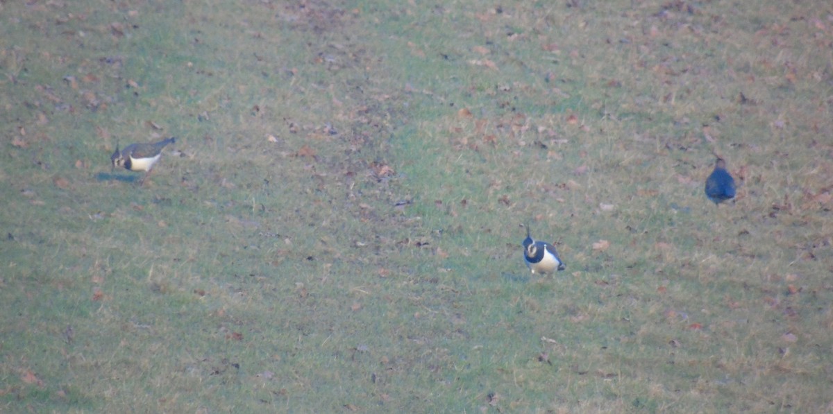 Northern Lapwing - ML646183369