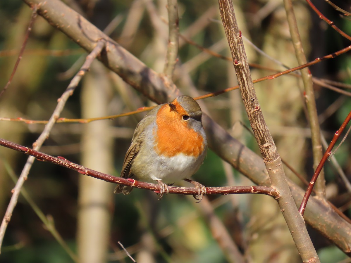 European Robin - ML646183370