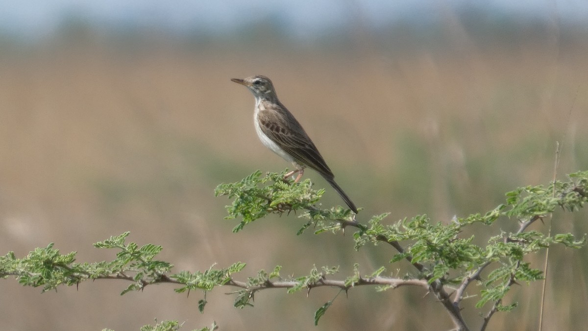 African Pipit - ML646183371