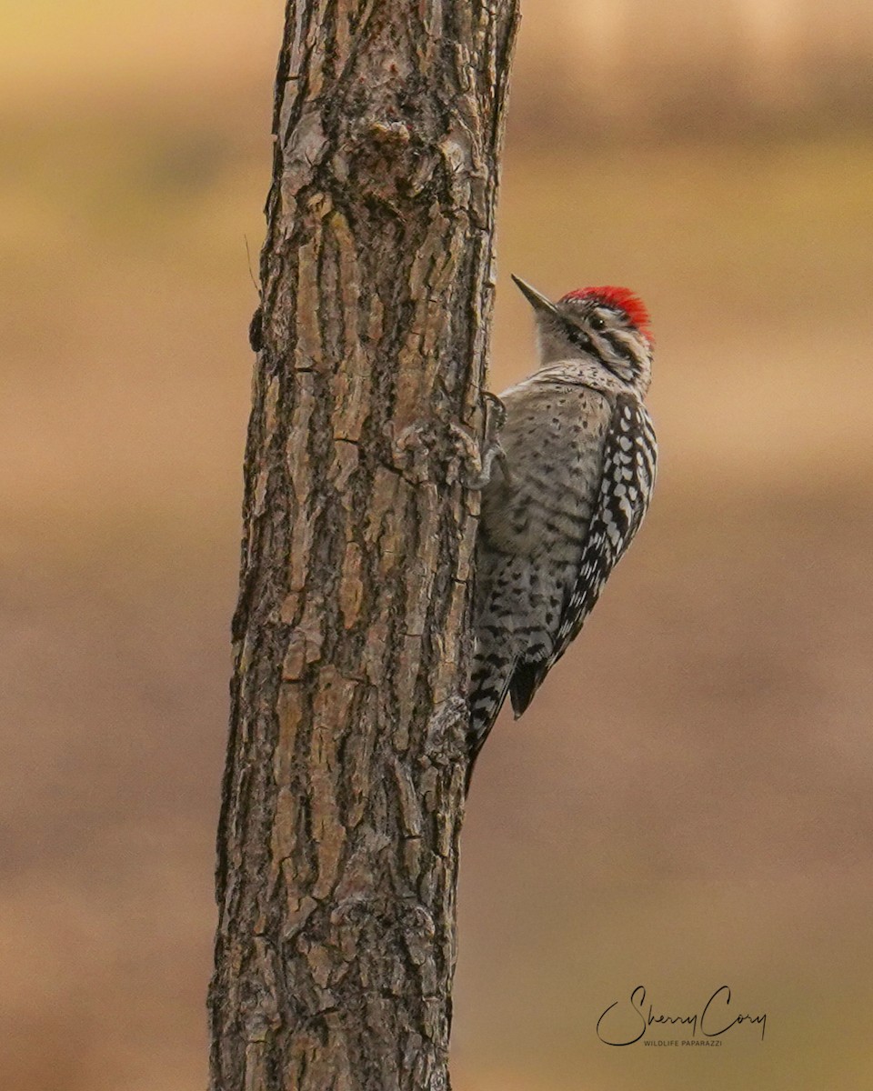 Ladder-backed Woodpecker - ML646183372