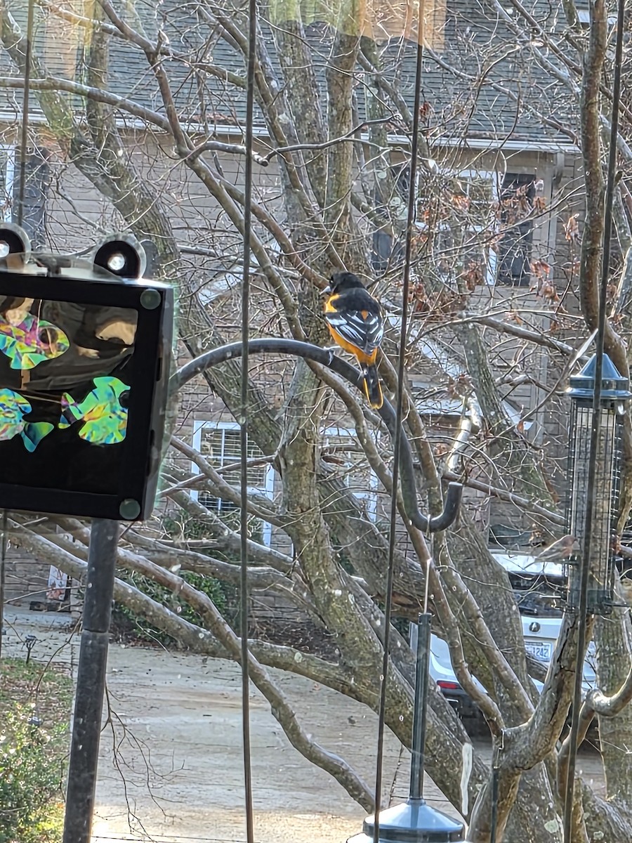 Baltimore Oriole - ML646183373