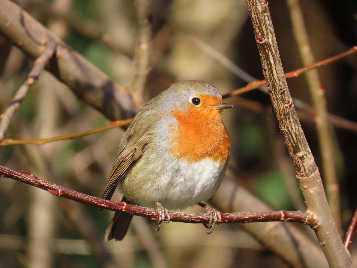 European Robin - ML646183374