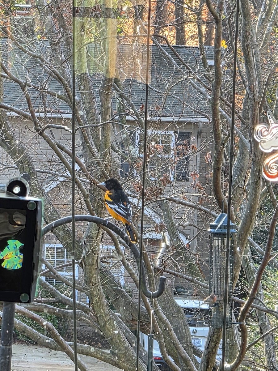 Baltimore Oriole - ML646183377