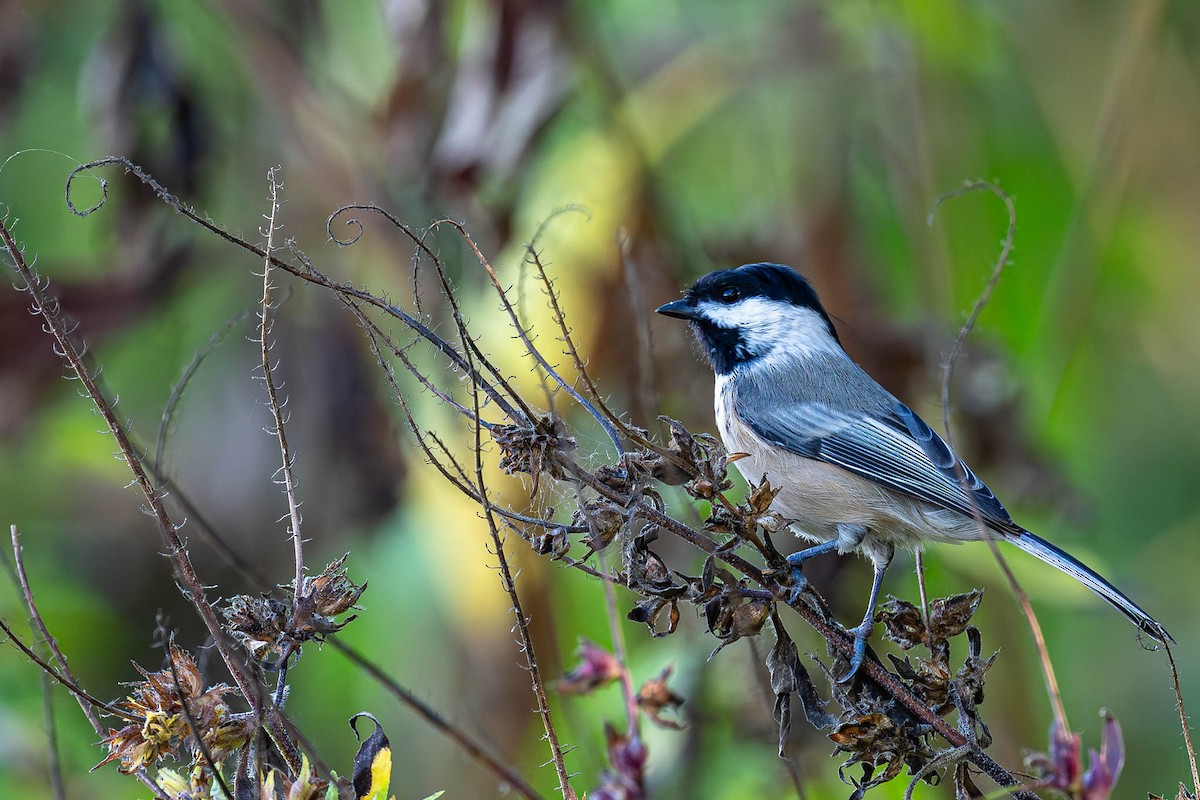 Black-capped Chickadee - ML646183378