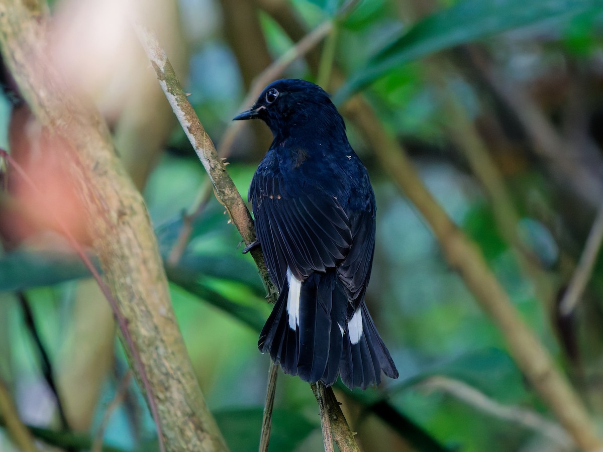 White-tailed Robin - ML646183379