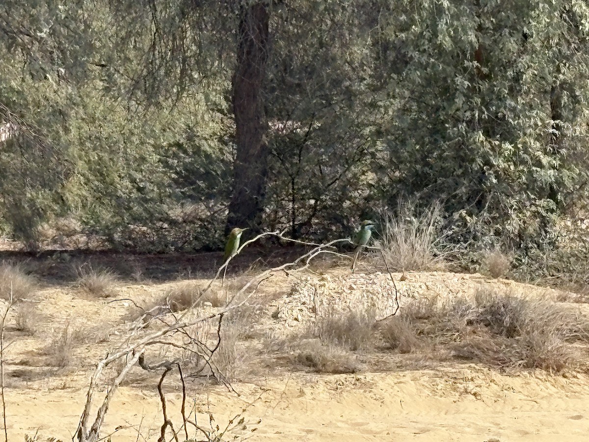 Arabian Green Bee-eater - ML646183384