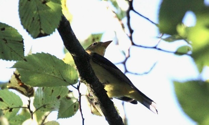 Scarlet Tanager - ML646183385