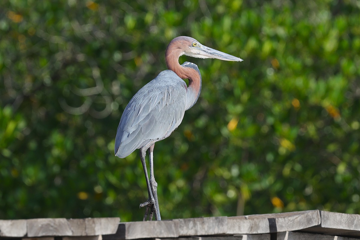 volavka obrovská - ML646183386