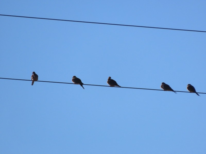 Mourning Dove - ML646183388