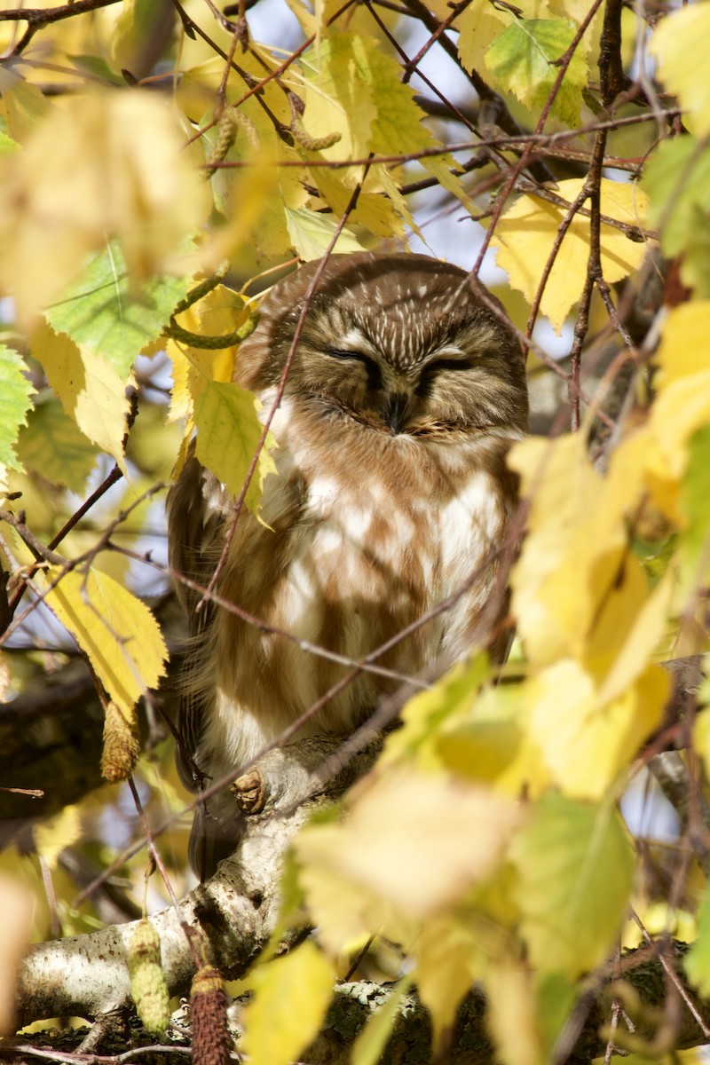 Northern Saw-whet Owl - ML646183390