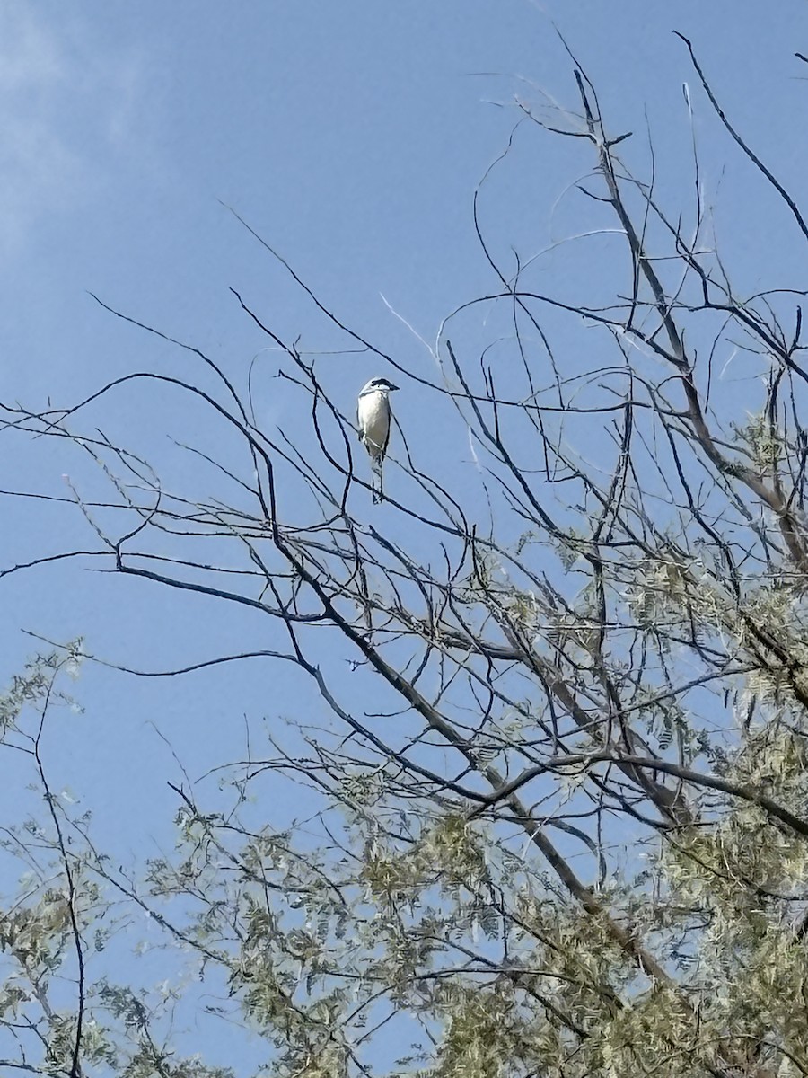 Great Gray Shrike (Arabian) - ML646183391