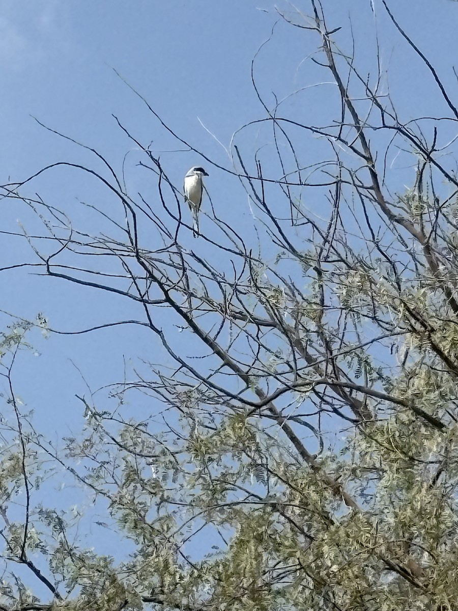 Great Gray Shrike (Arabian) - ML646183392