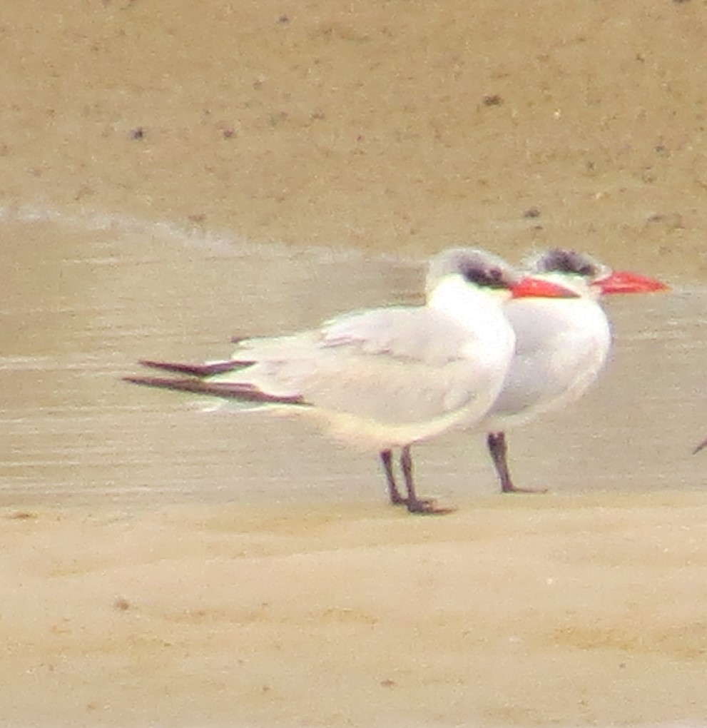 Caspian Tern - ML646183395