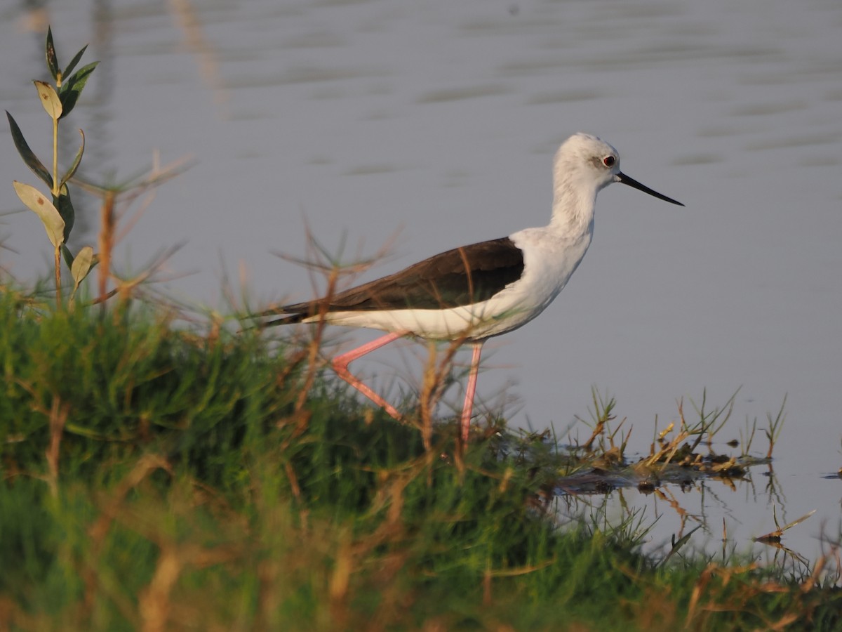 Zankaluze eurasiarra - ML646183396