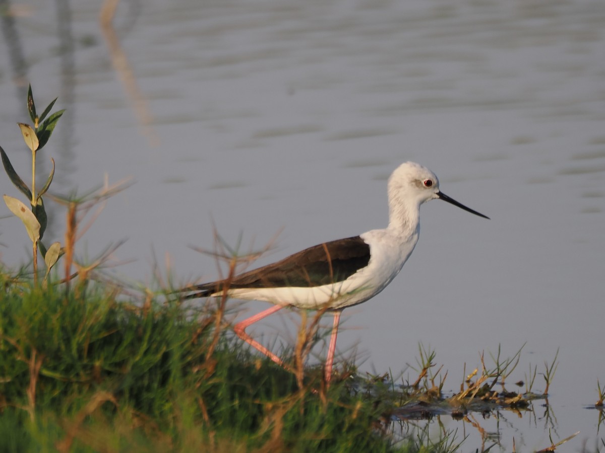 Zankaluze eurasiarra - ML646183397