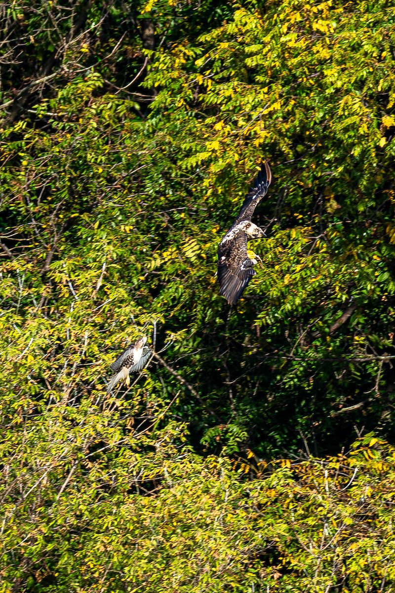 Bald Eagle - ML646183398