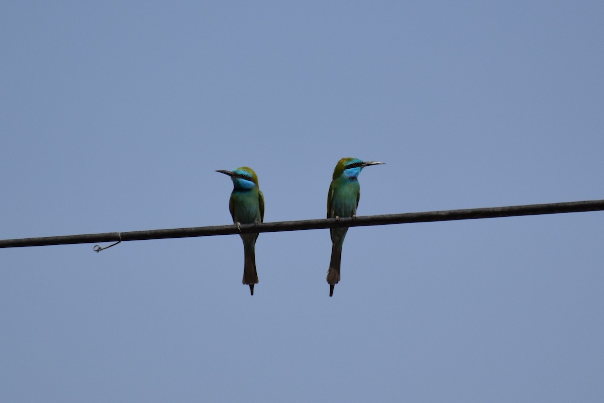 Arabian Green Bee-eater - ML646183399