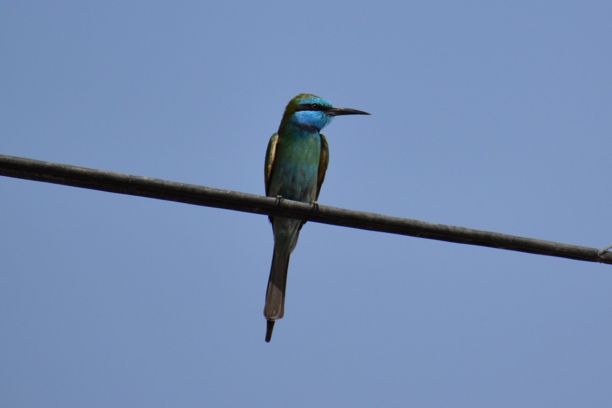 Arabian Green Bee-eater - ML646183400