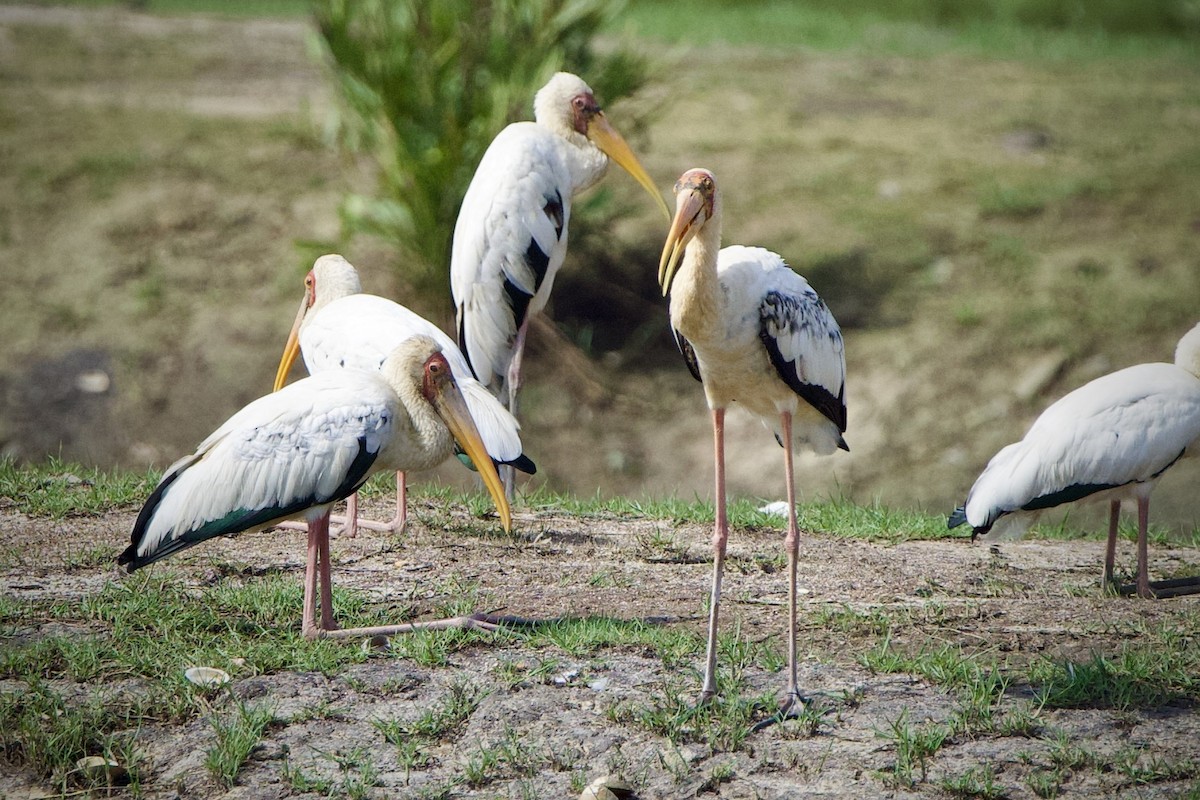 Painted Stork - ML646183403