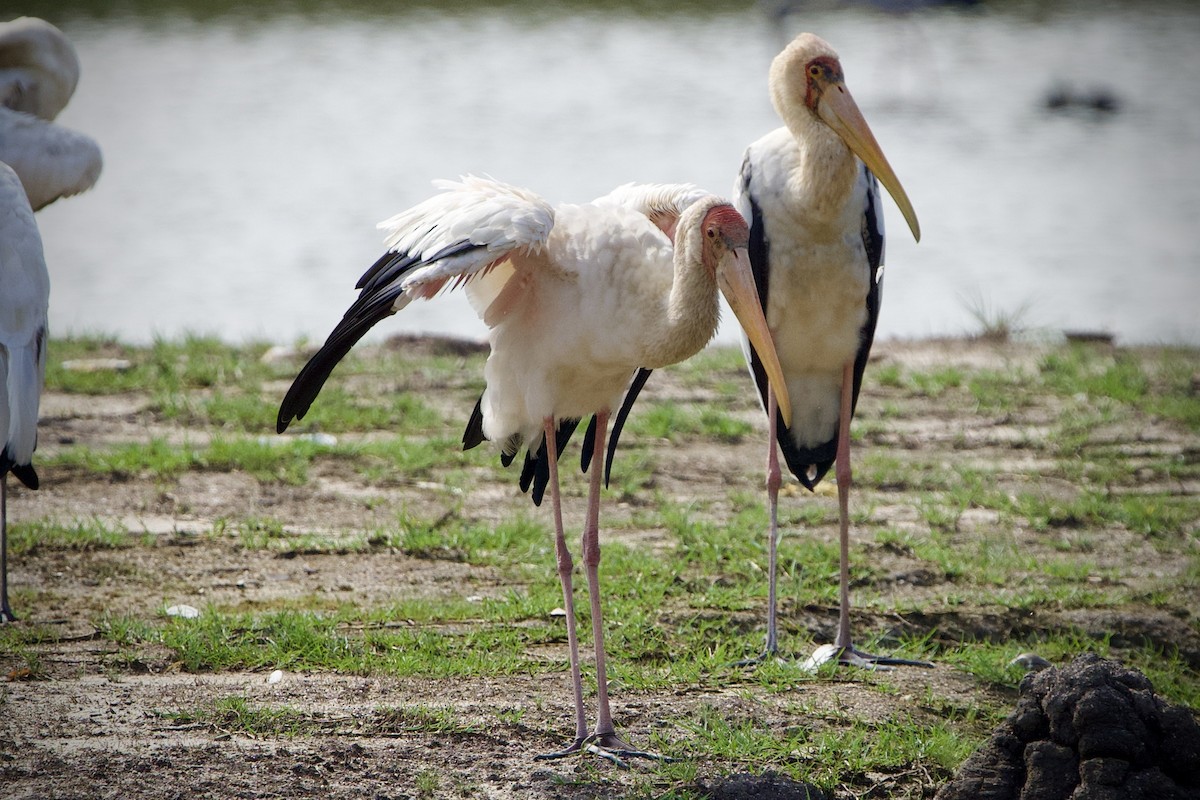 Painted Stork - ML646183404