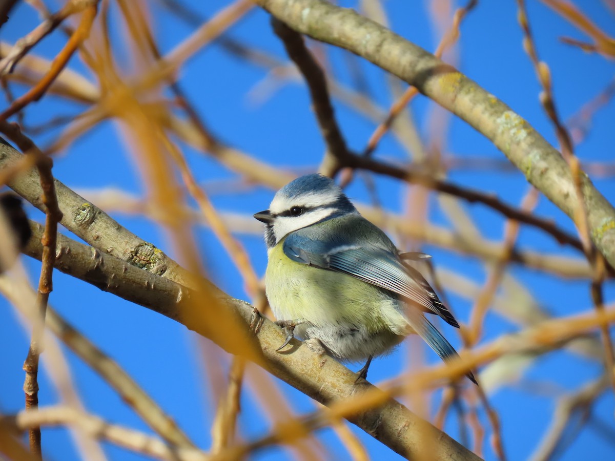 Eurasian Blue Tit - ML646183408