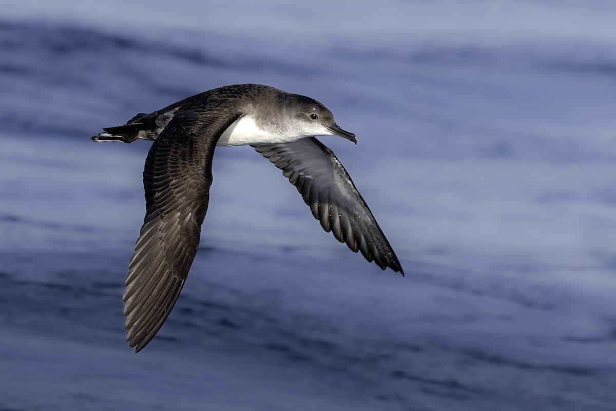 Yelkouan Shearwater - ML646183417