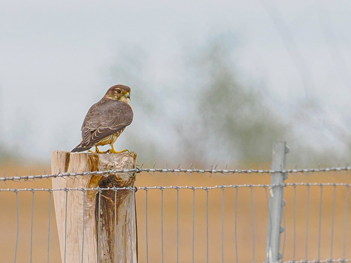 dvergfalk - ML646183421