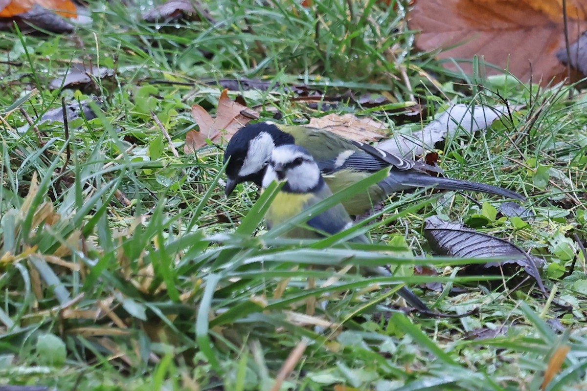 Great Tit - ML646183425