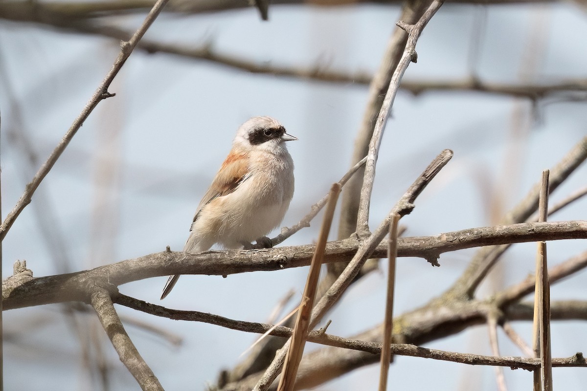 רמית - ML646183428