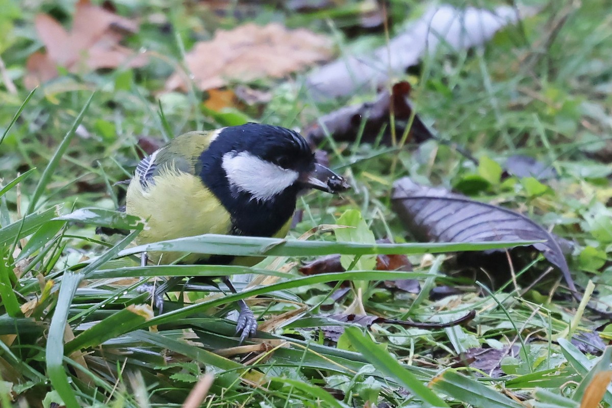 Great Tit - ML646183429