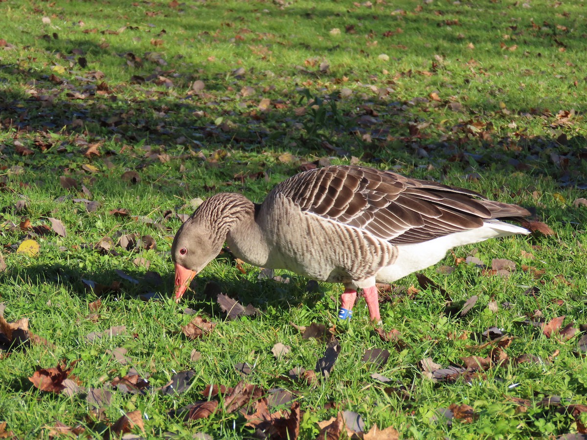 Graylag Goose - ML646183430