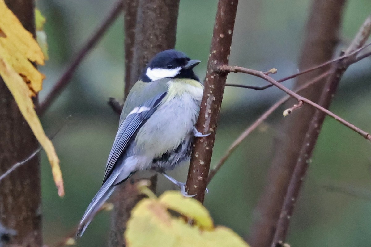 Great Tit - ML646183432