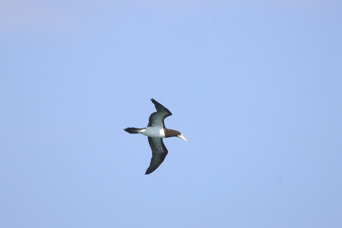 Brown Booby - ML646183433