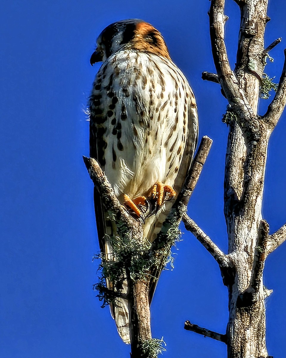 American Kestrel - ML646183434
