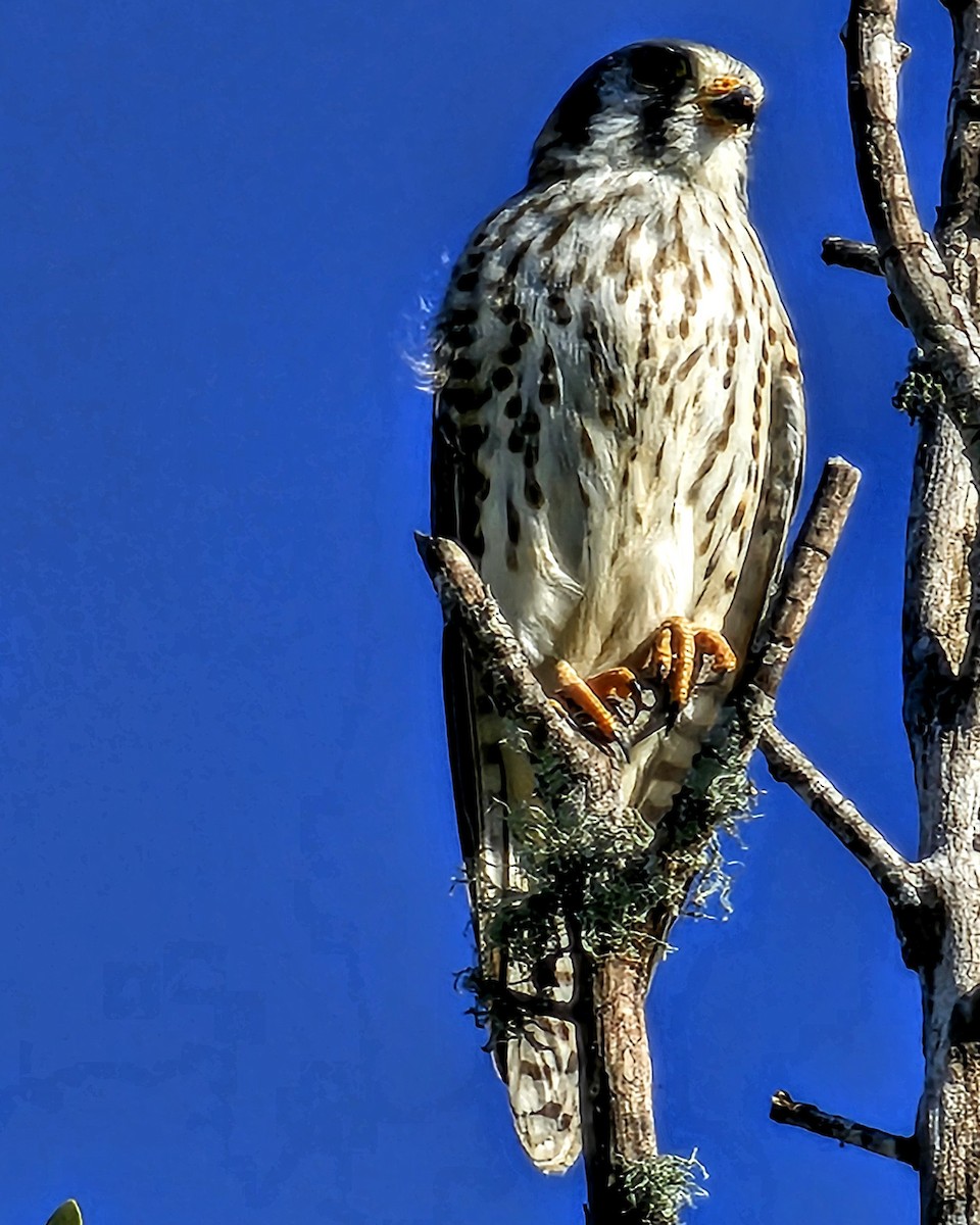 American Kestrel - ML646183435