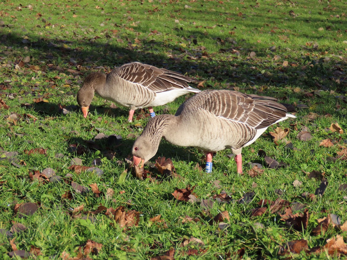 Graylag Goose - ML646183439