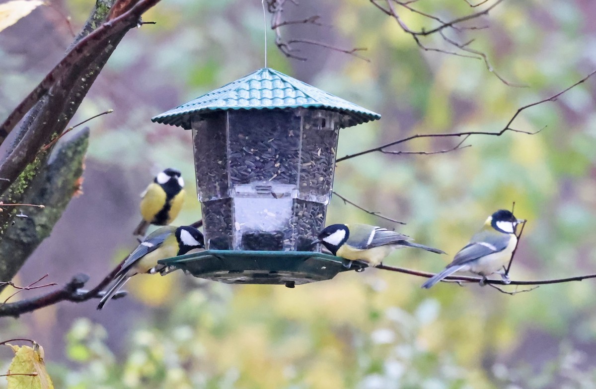Great Tit - ML646183441