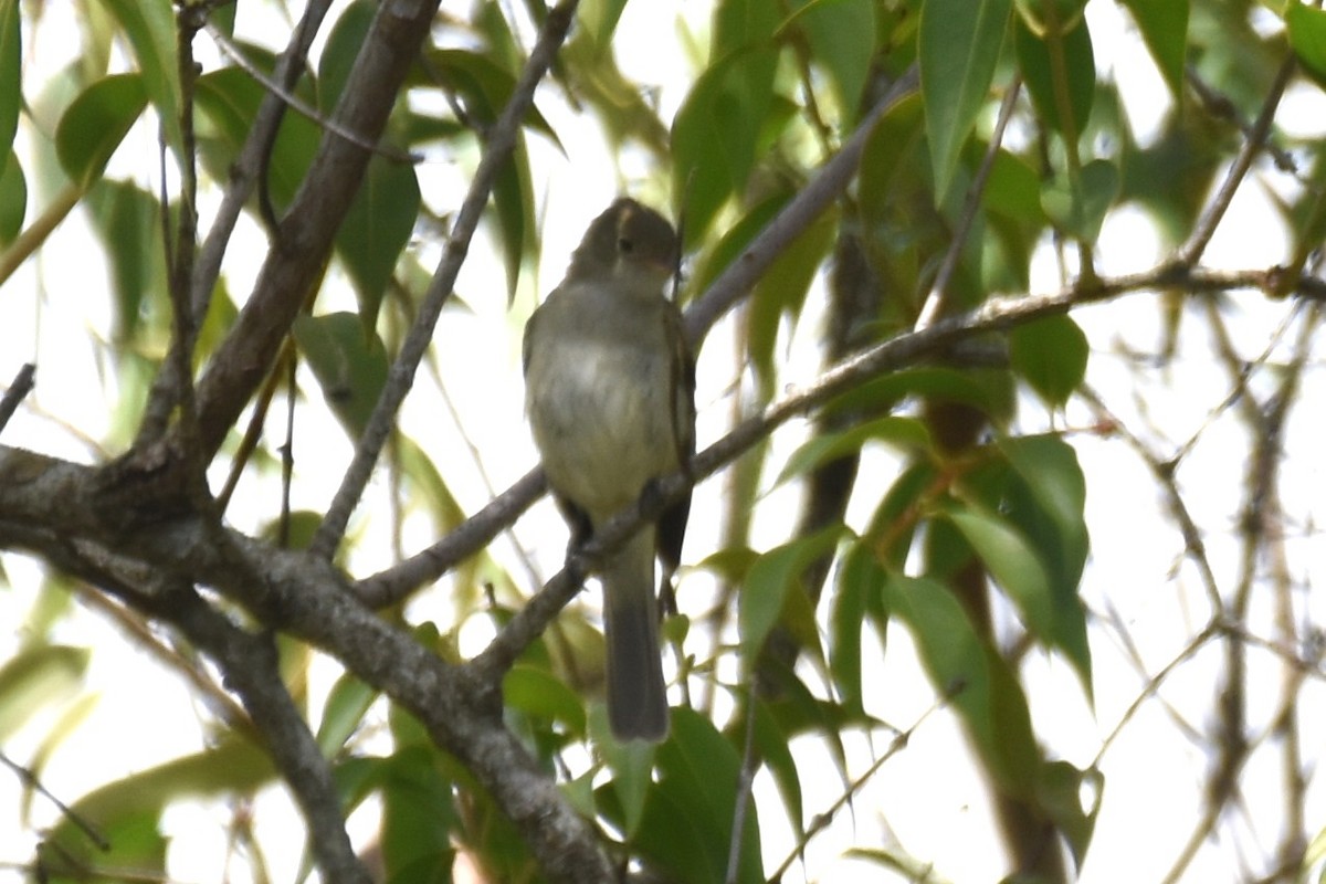 elaenia sp. (genus Elaenia) - ML646183442