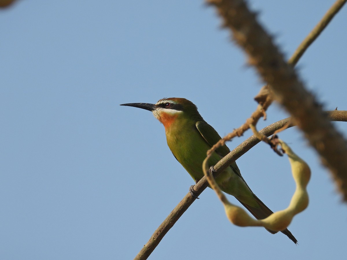 Olive Bee-eater - ML646183443