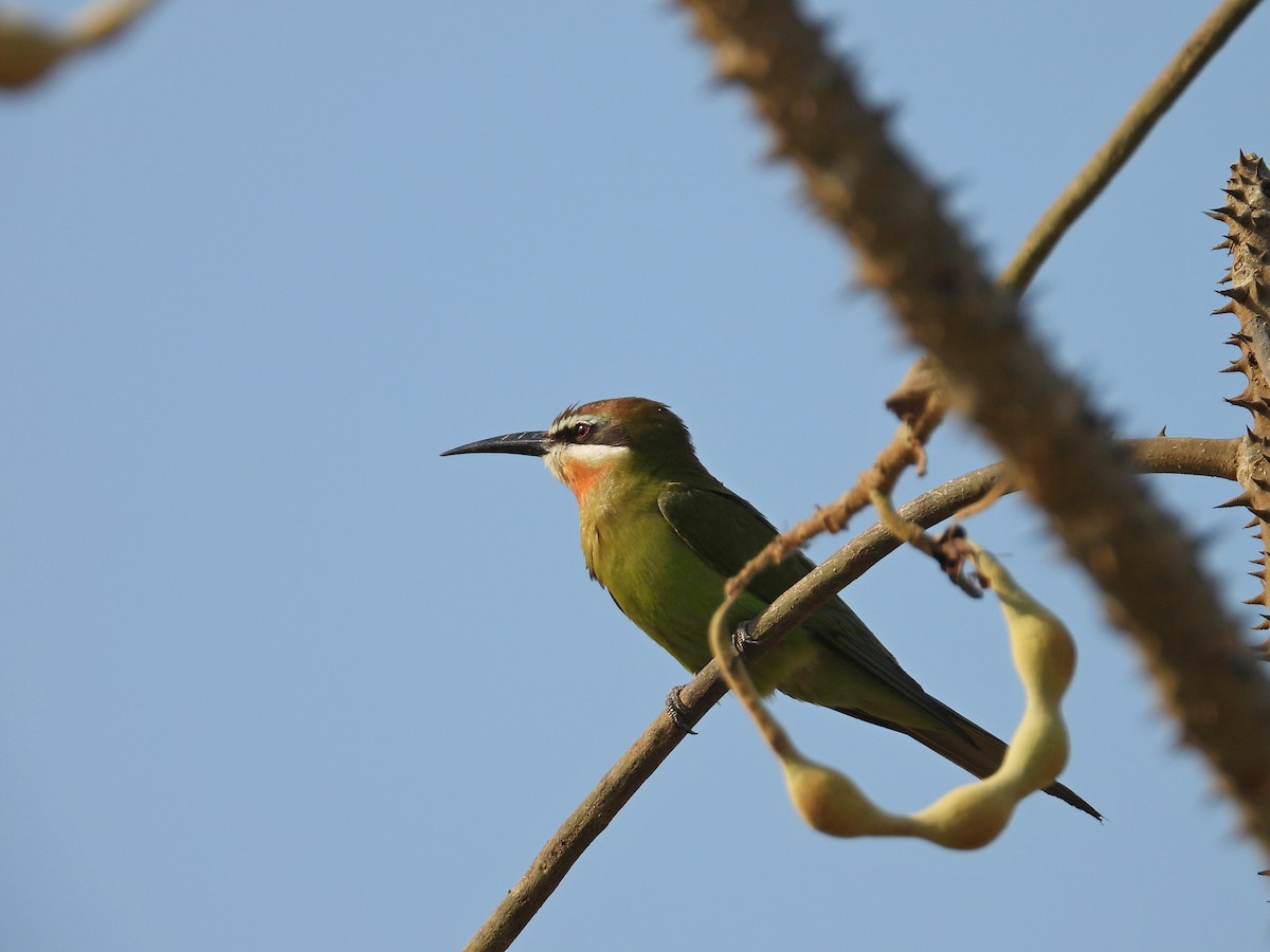 Olive Bee-eater - ML646183444