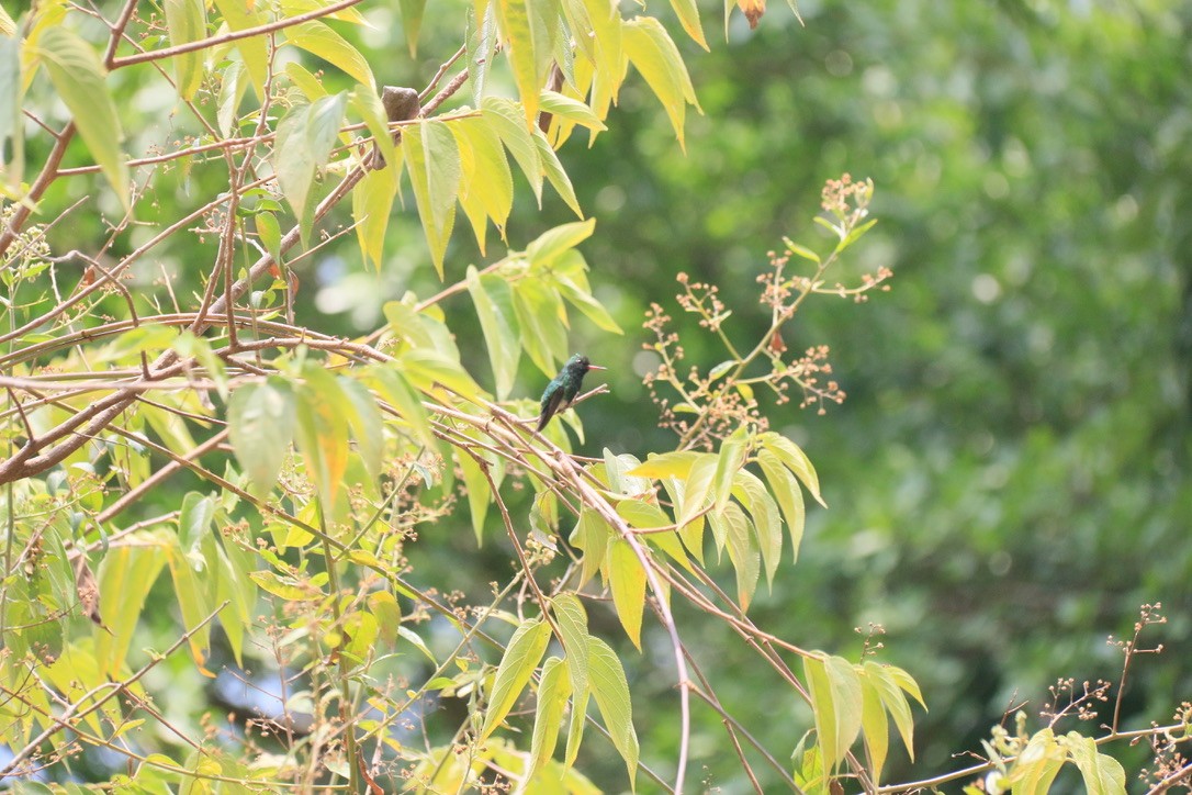 Golden-crowned Emerald - ML646183448