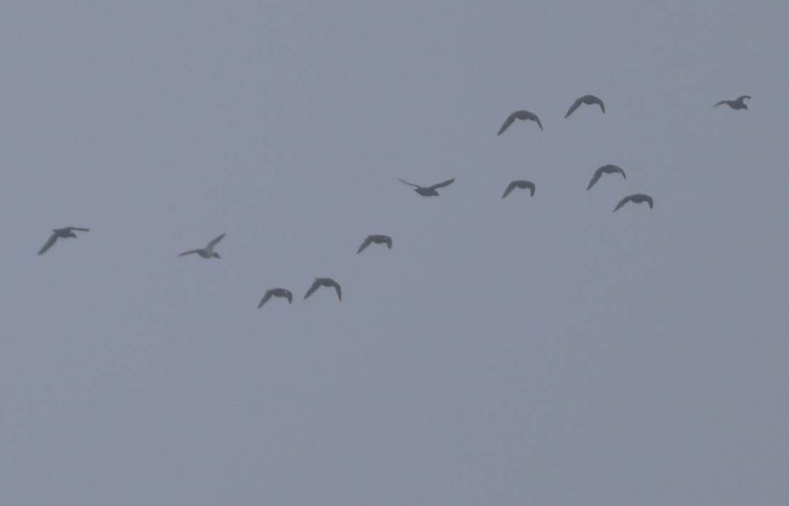 Canvasback - ML646183450