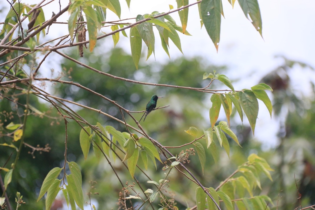 Golden-crowned Emerald - ML646183453