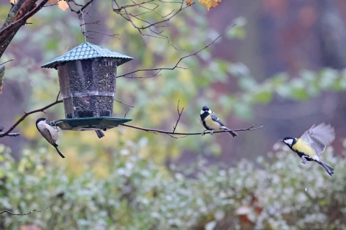 Great Tit - ML646183454