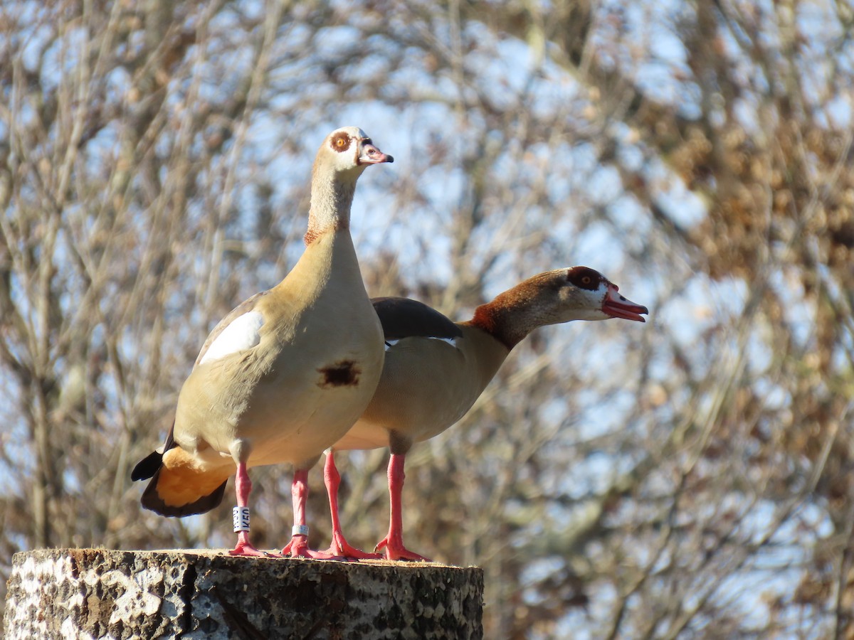 Egyptian Goose - ML646183455