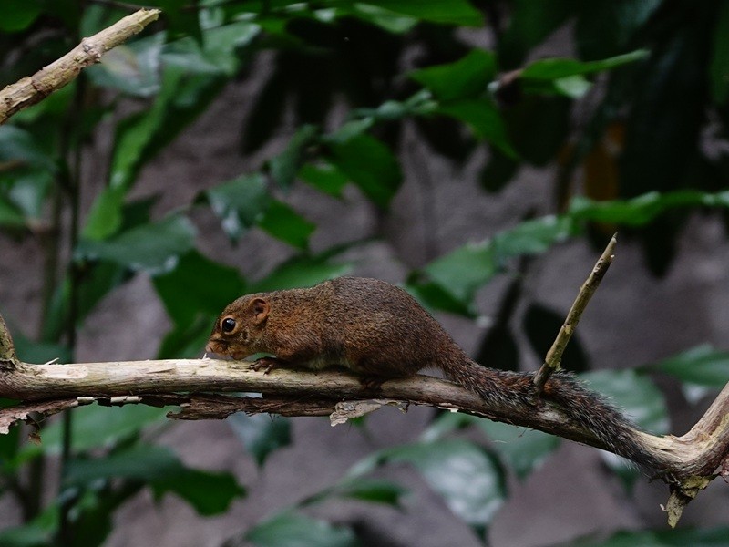 Lowland Slender Squirrel - ML646183459