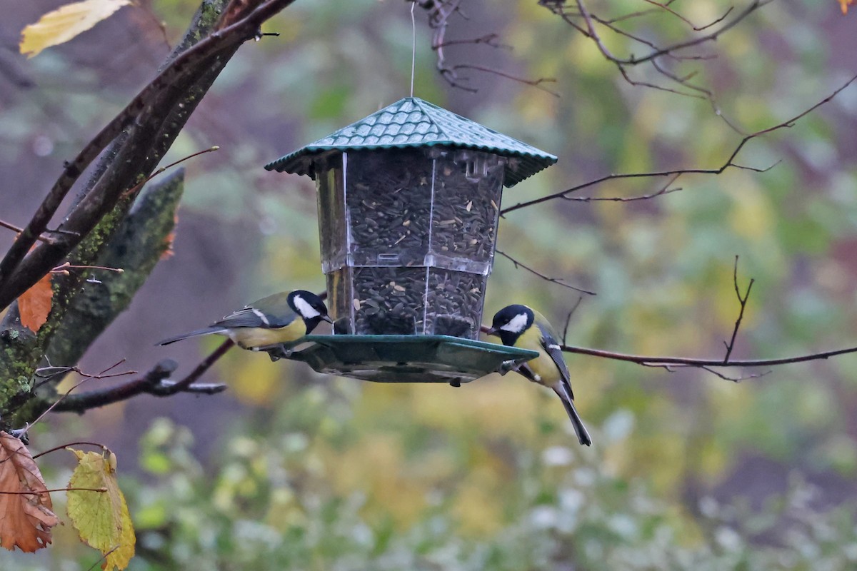 Great Tit - ML646183460