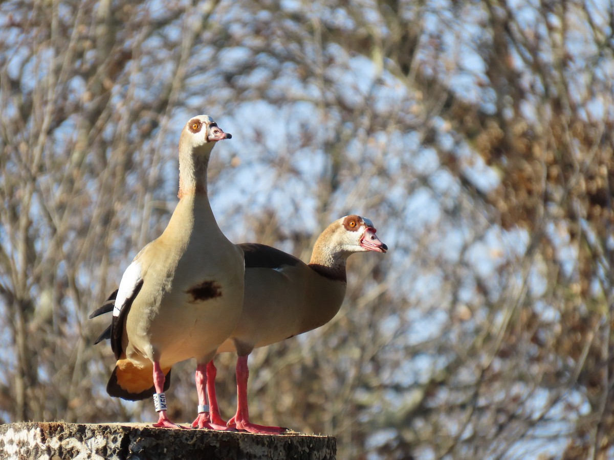 Egyptian Goose - ML646183461